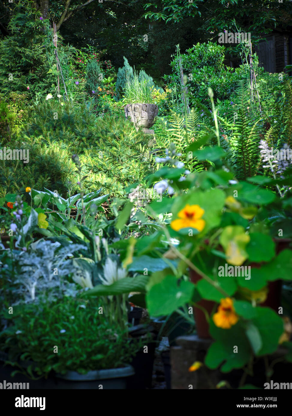 A shaft of sunlight picks out, and sharply focuseson, a decorated flower container in the amateur small holding garden at 900ft Stock Photo