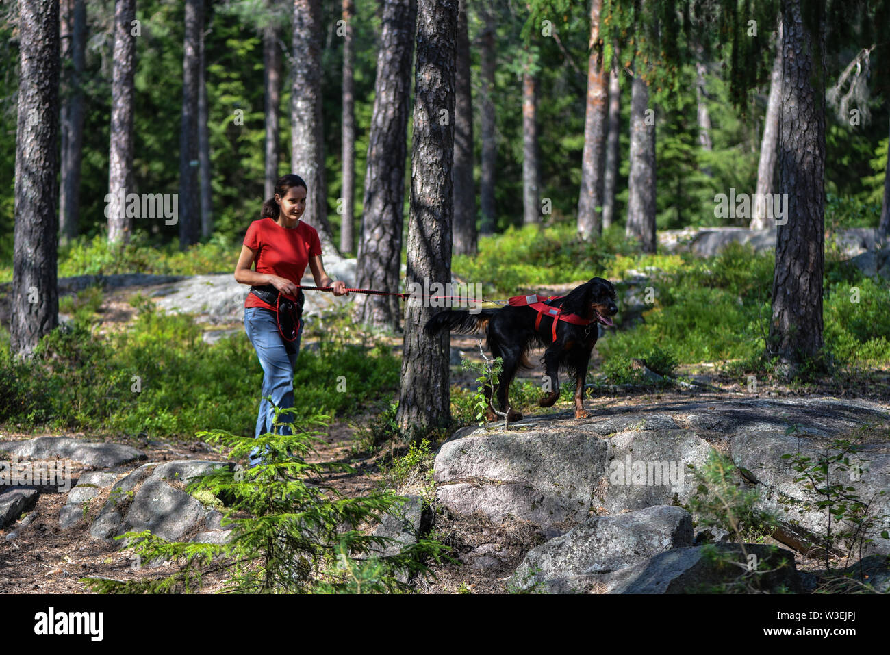 Woman walking in the forest with a Gordon Setter Stock Photo