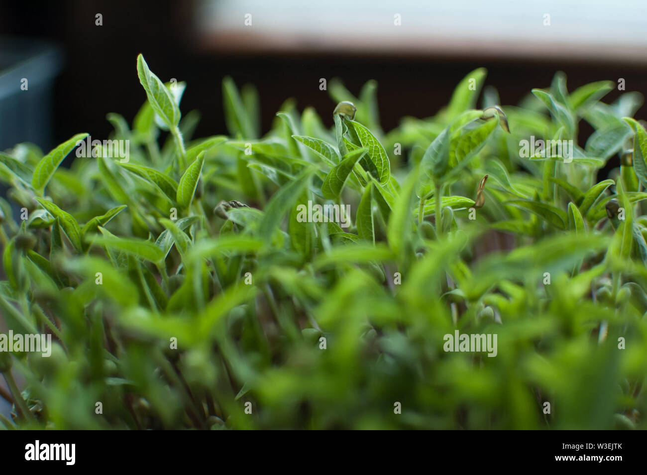 Bean Seeds Germination High Resolution Stock Photography and Images - Alamy