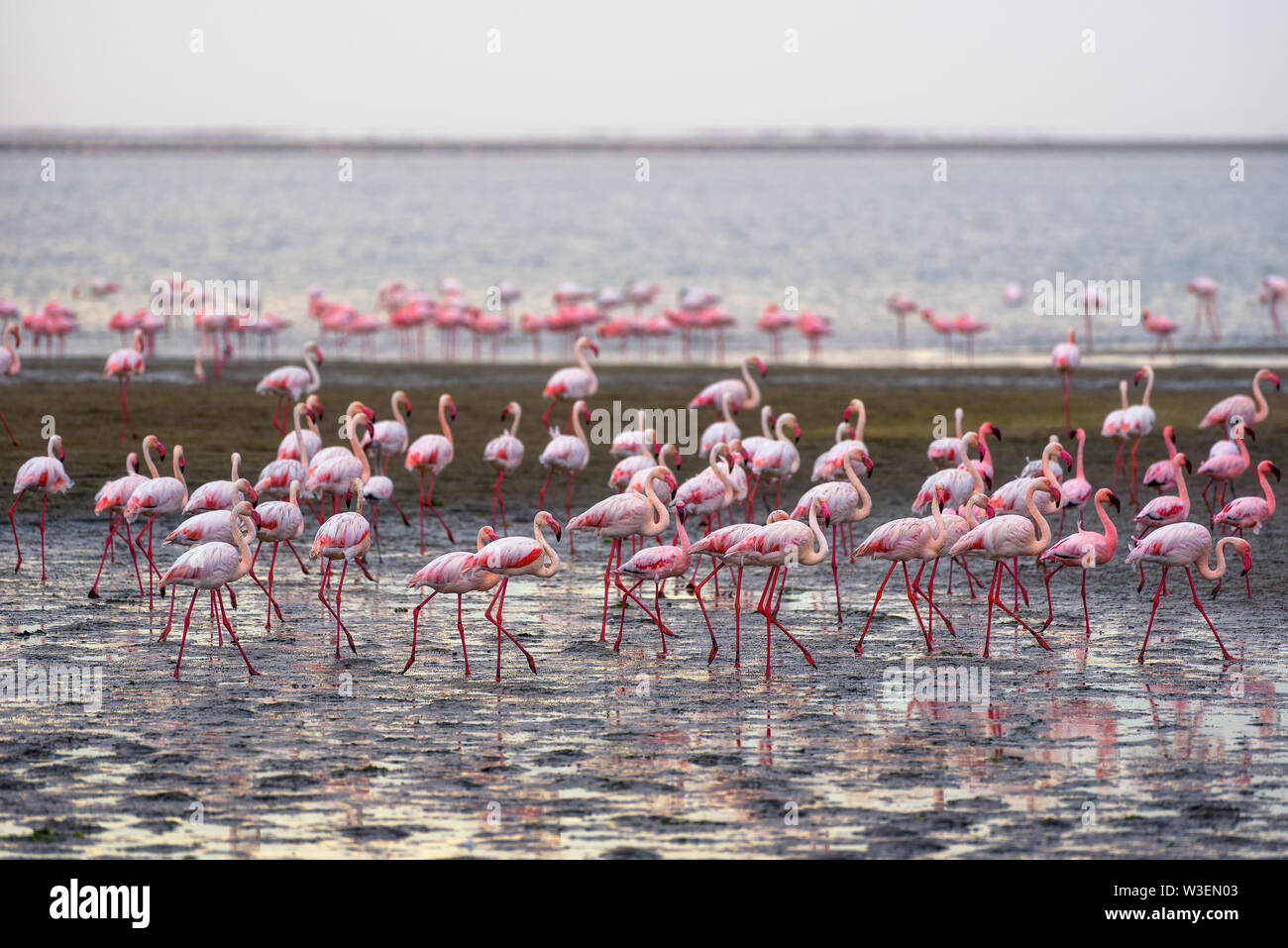Large flock of pink flamingos in Walvis Bay, Namibia Stock Photo