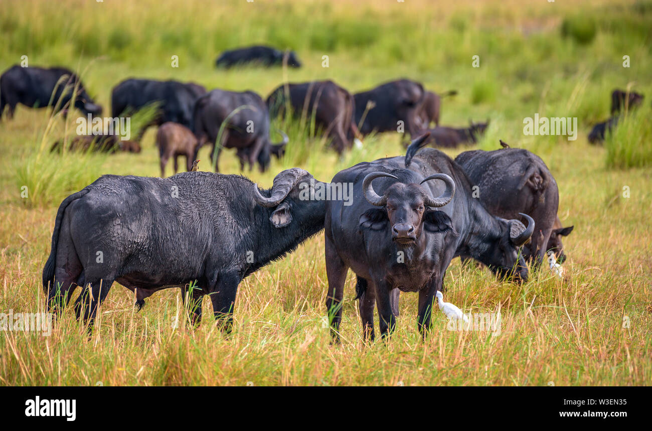 African Buffalo Herd Hi res Stock Photography And Images Alamy african-buffalo-herd-hi-res-stock-photography-and-images-alamy