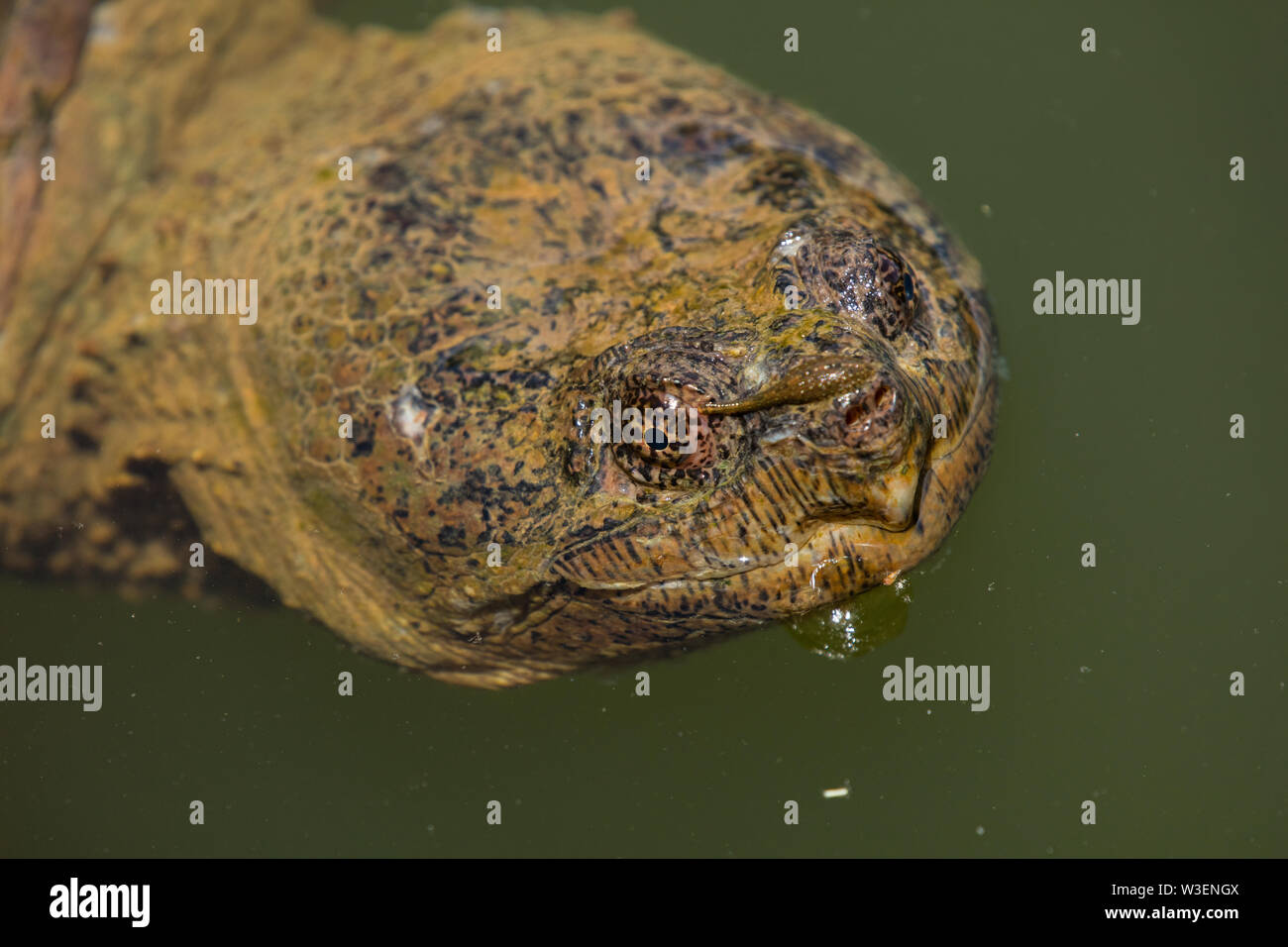 Snapping turtle, Chelydra serpentina, with leech attached to eyelid, Maryland Stock Photo
