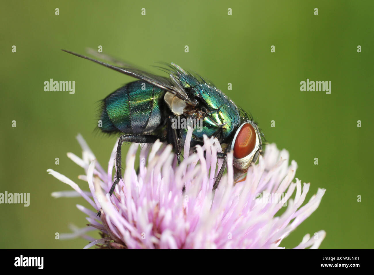 Green Bottle Fly Lucilia sericata Stock Photo