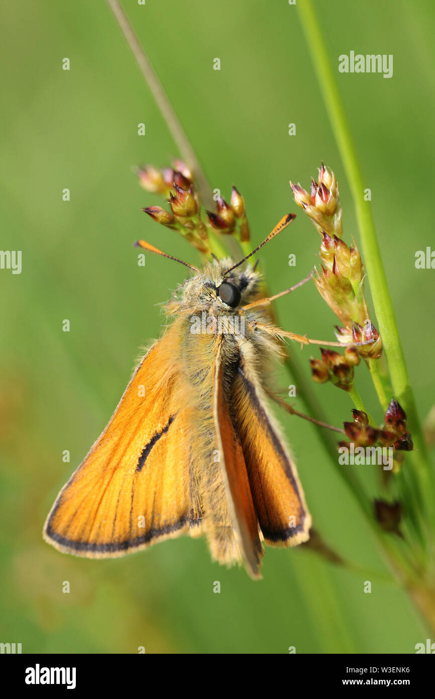 Small Skipper Thymelicus sylvestris Stock Photo