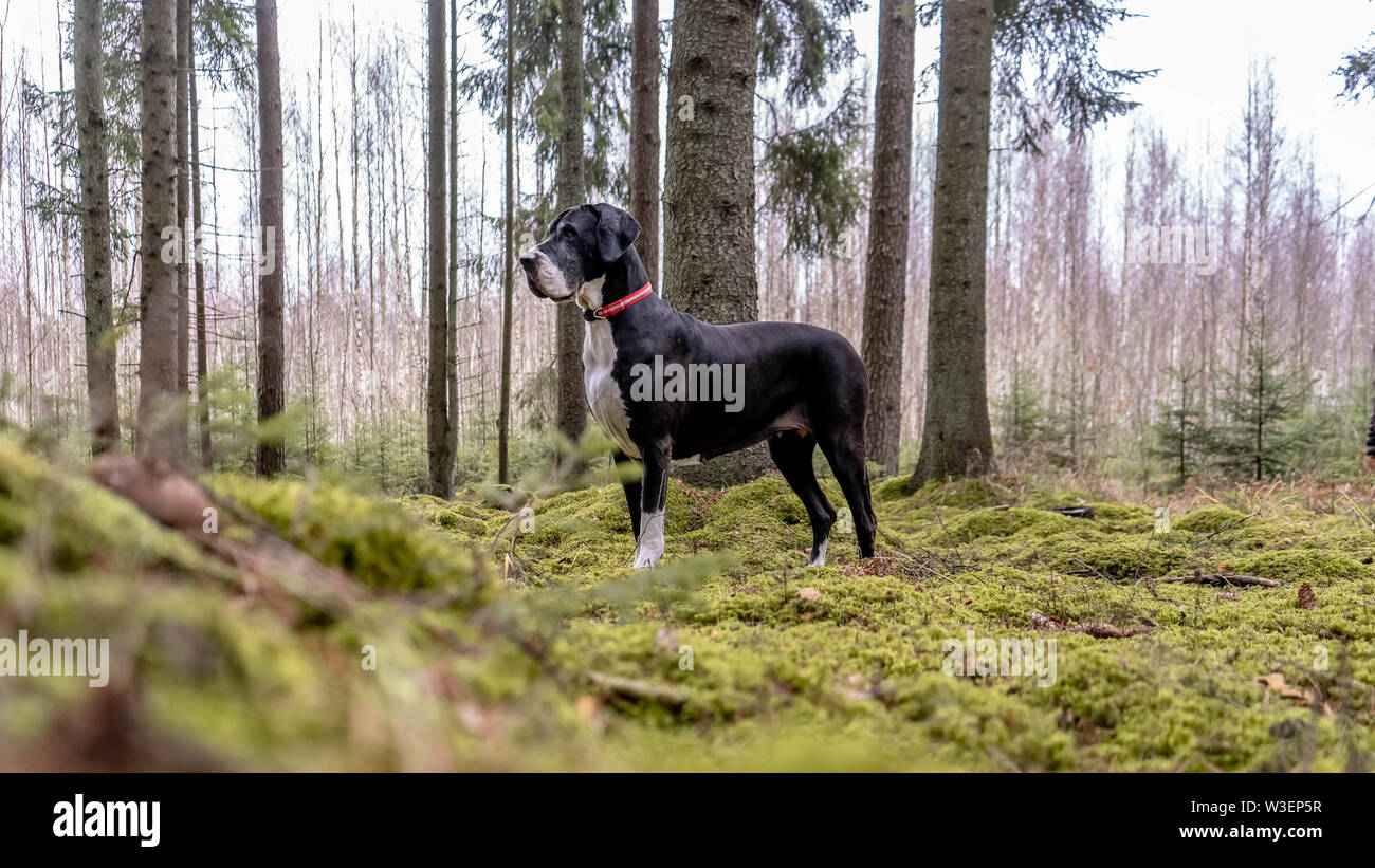 Great Dane in a forest Stock Photo
