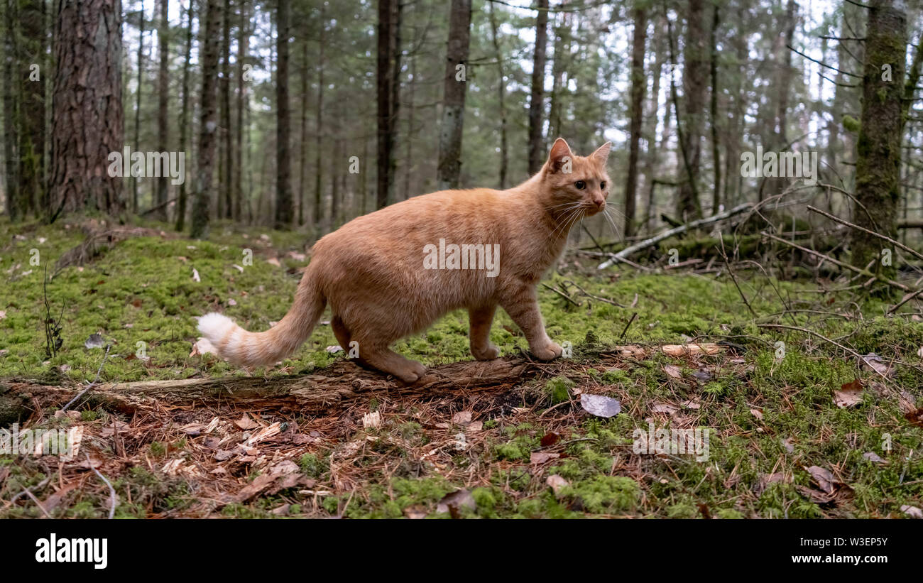 Ginger cat hunting in the forest Stock Photo