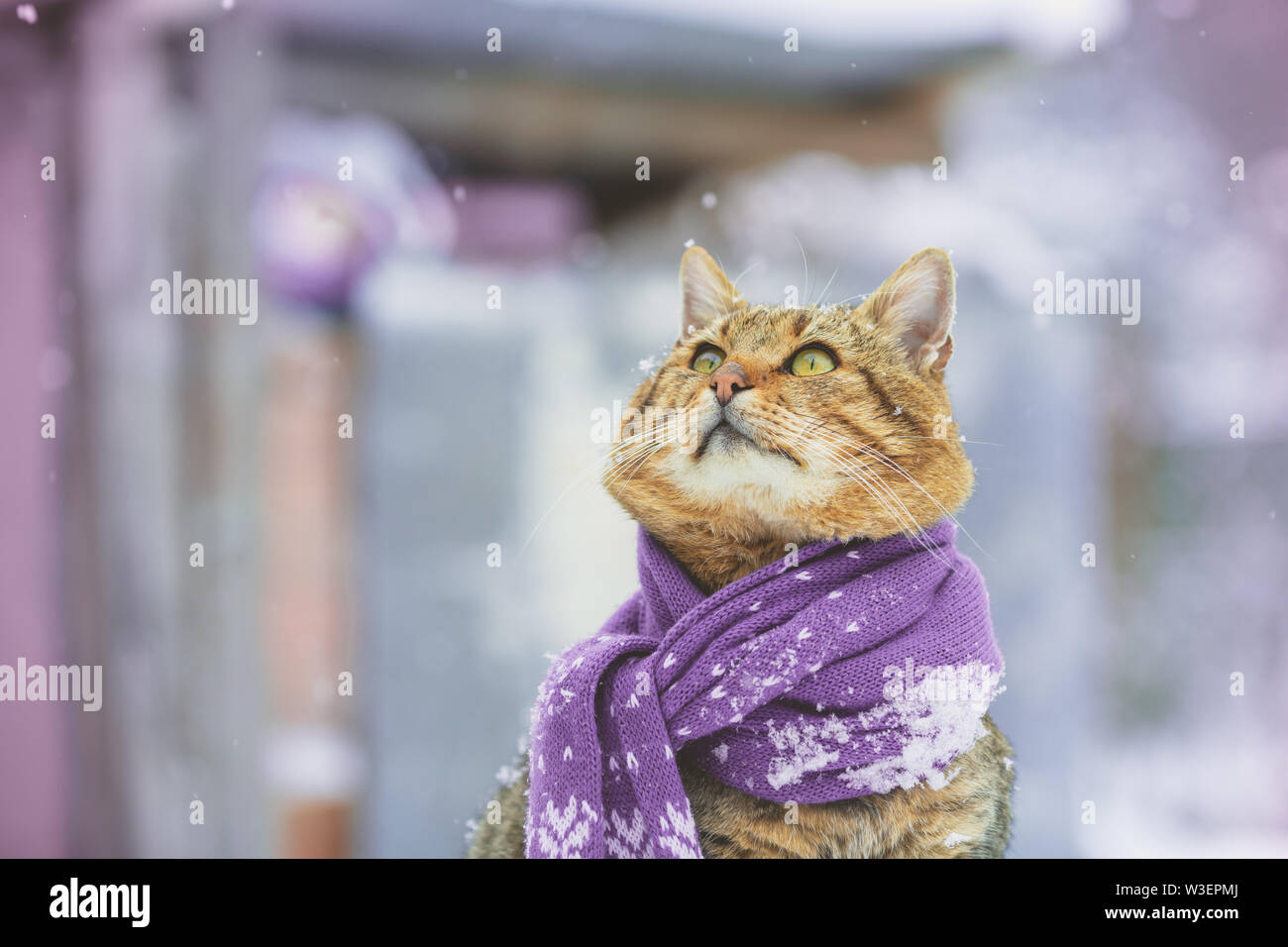 Cat Wearing Coat Stock Illustrations – 258 Cat Wearing Coat Stock