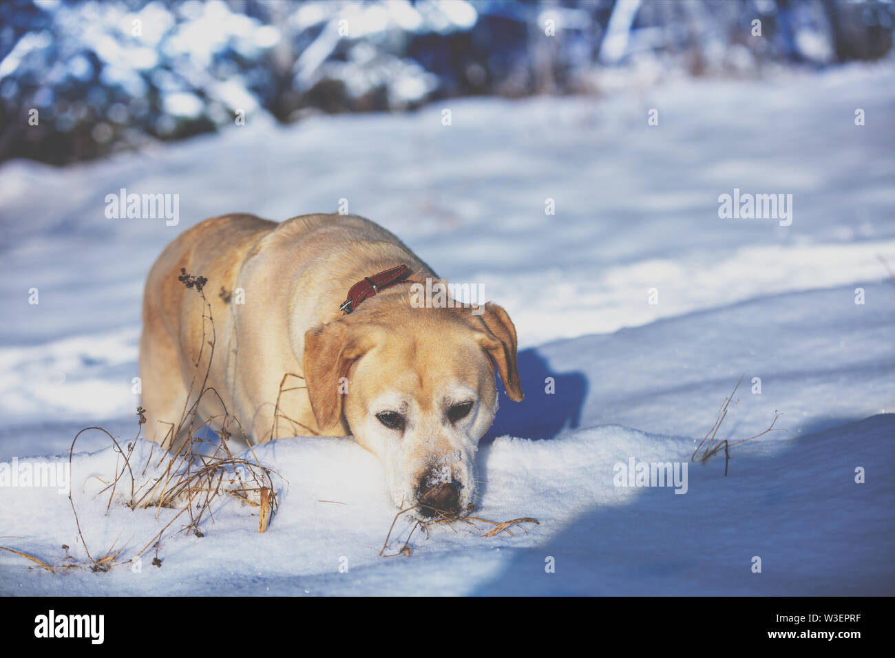 Labrador retriever dog hunting outdoors in winter snowy forest Stock Photo