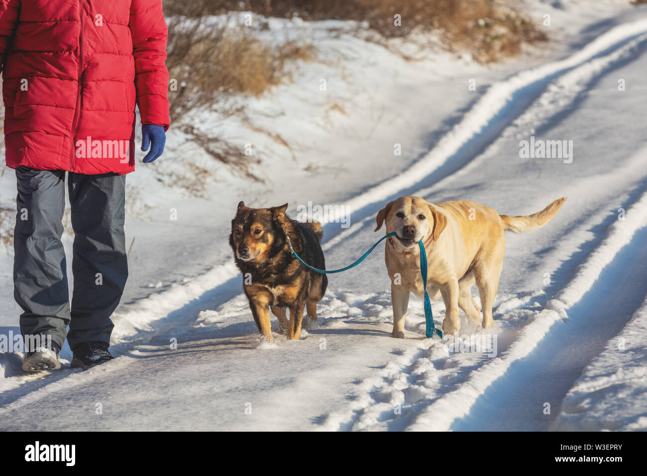Black labrador walking lead hires stock photography and images Alamy