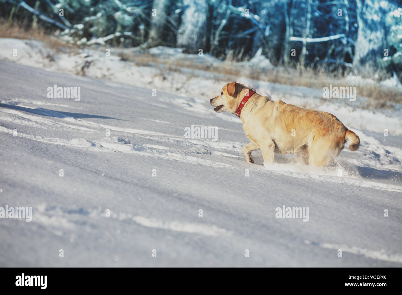 Labrador retriever dog running in the snowy field near a forest in deep snow in winter Stock Photo