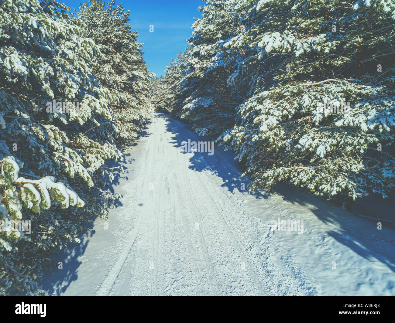 Aerial view of the road in the winter pine forest. Trees covered with ...