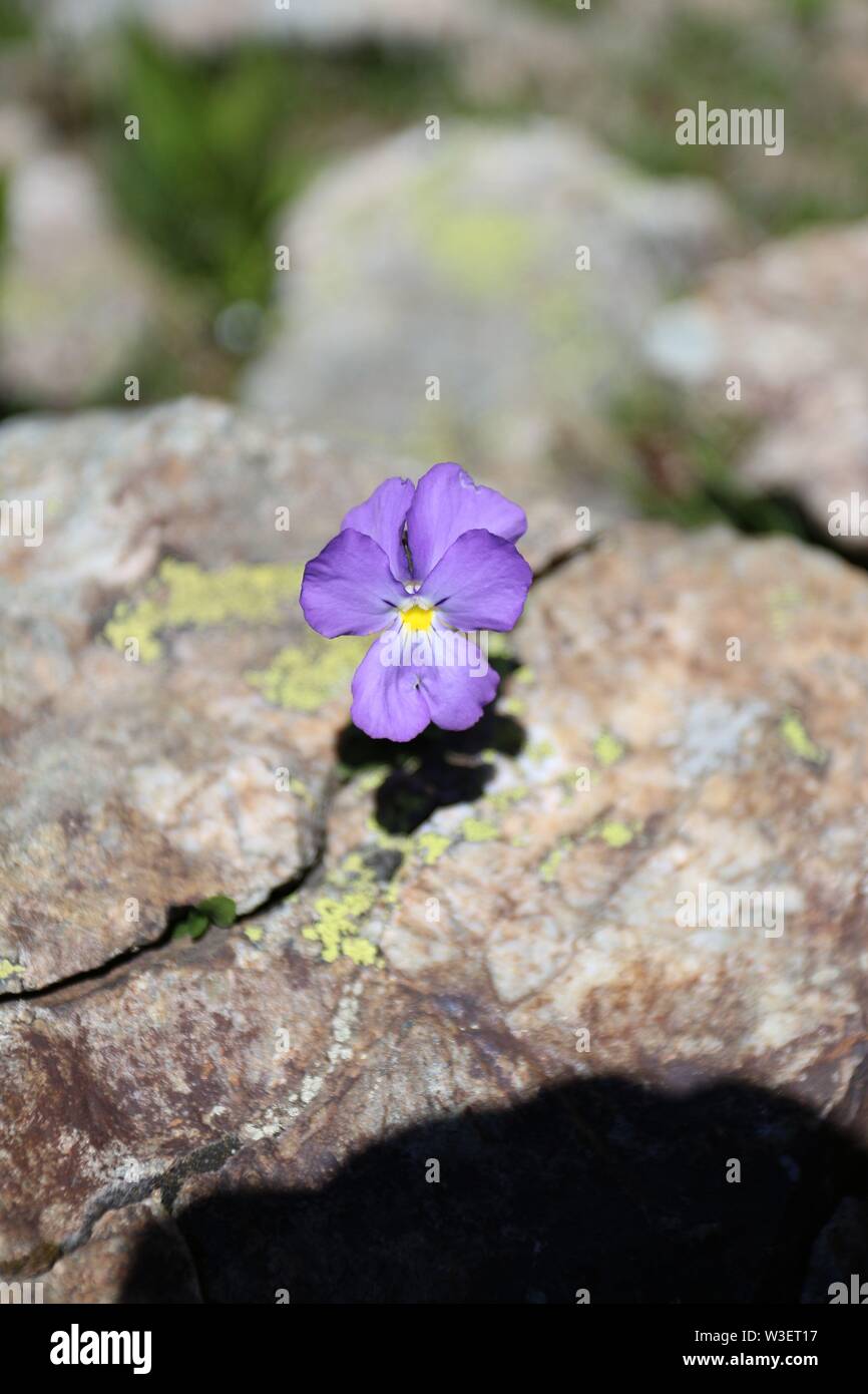 Viola tricolor (Johnny Jump up) growing on the rock at high altitude Stock Photo