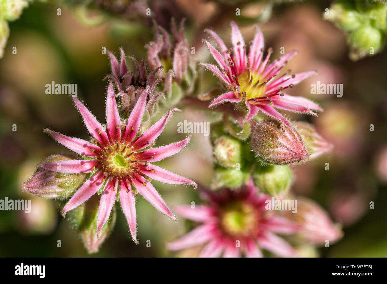 Closeup of  flowering Houseleek, Sempervivum montanum species Stock Photo