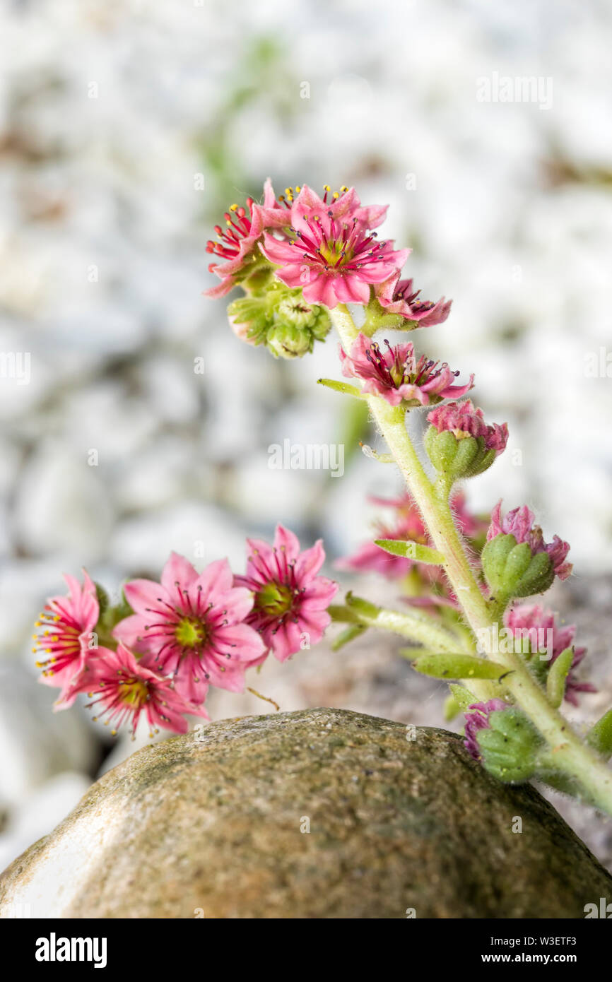 Cobweb houseleek or Sempervivum arachnoideum flowering Stock Photo