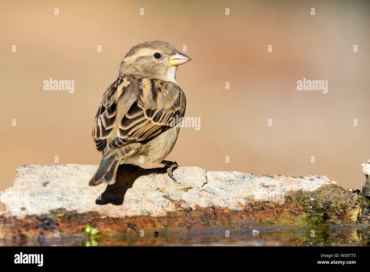 Male female house sparrow perched hi-res stock photography and images ...