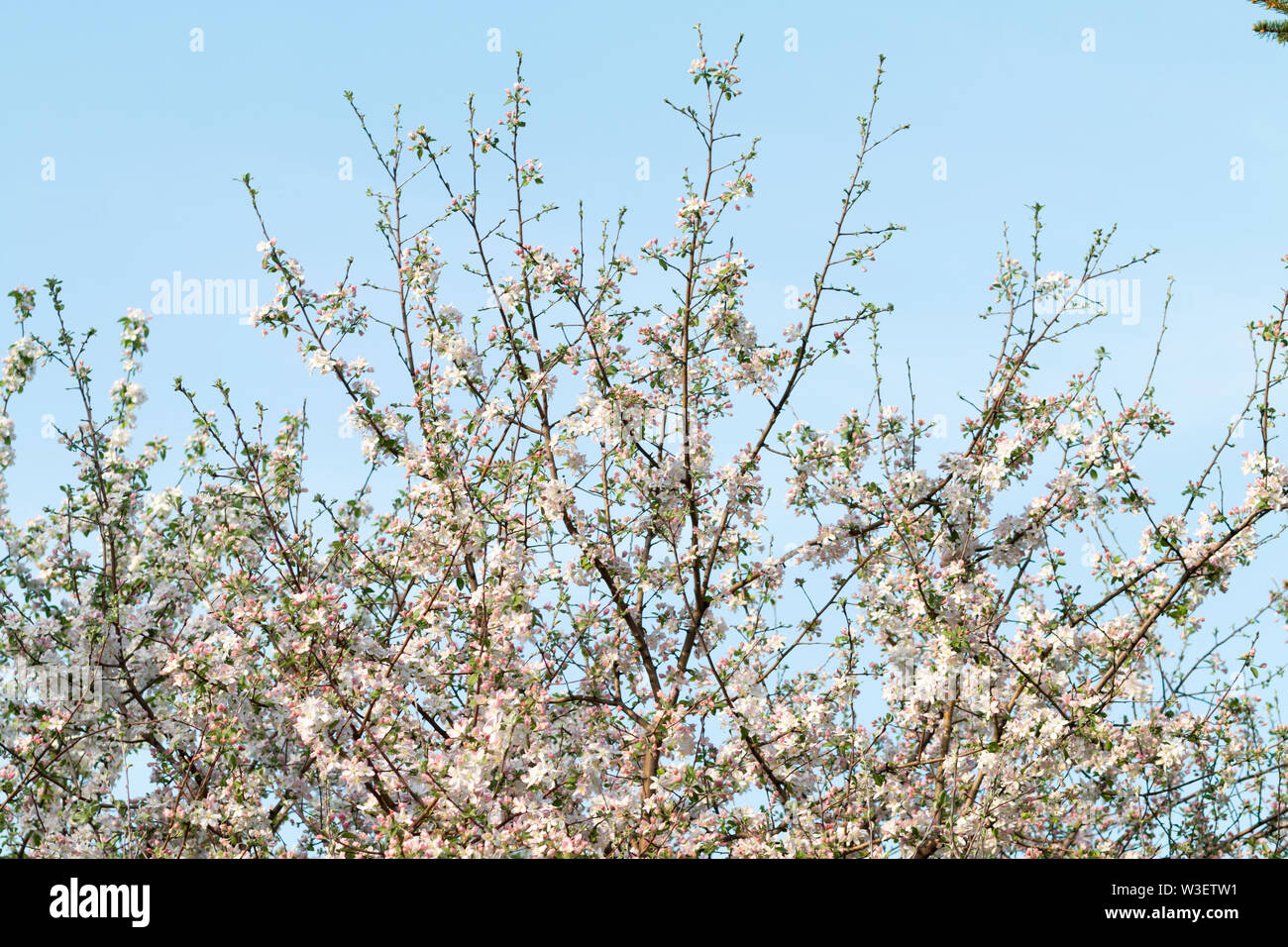 Spring Trees In Blossom Apple And Cherry Blossom Nature Background Stock Photo Alamy Spring Trees In Blossom Apple And Cherry Blossom Nature Background Stock Photo Alamy