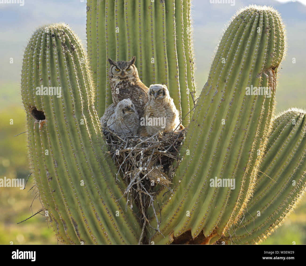 Great horned owl, Bubo virgininus, Sonoran desert, Arizona, in nest in
