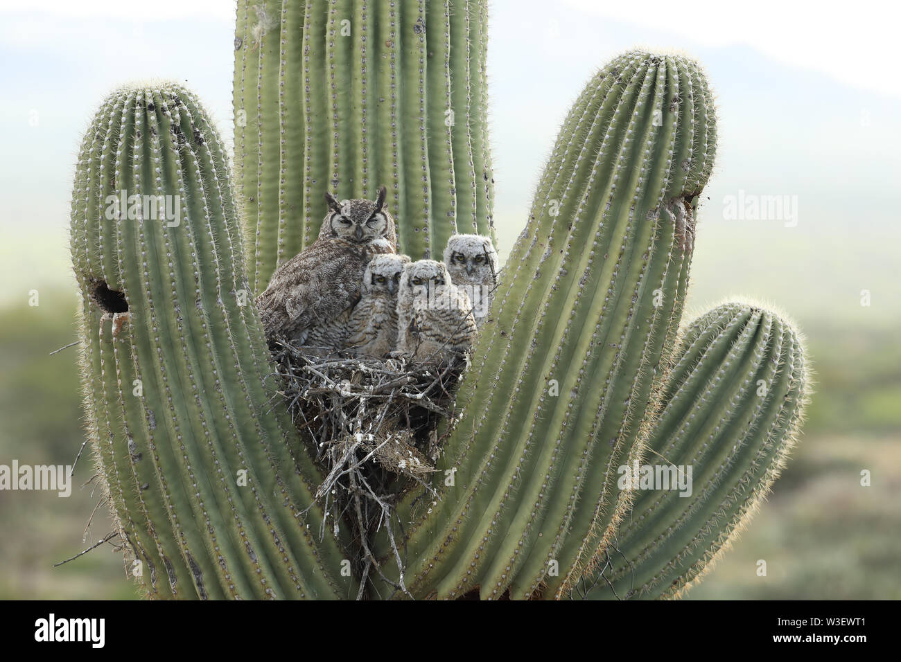 Great horned owls, Bubo virgininus, Sonoran desert, Arizona, in nest in