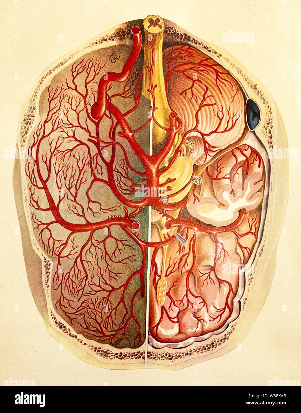 Spinal cord brain anatomy 3d hi-res stock photography and images - Alamy