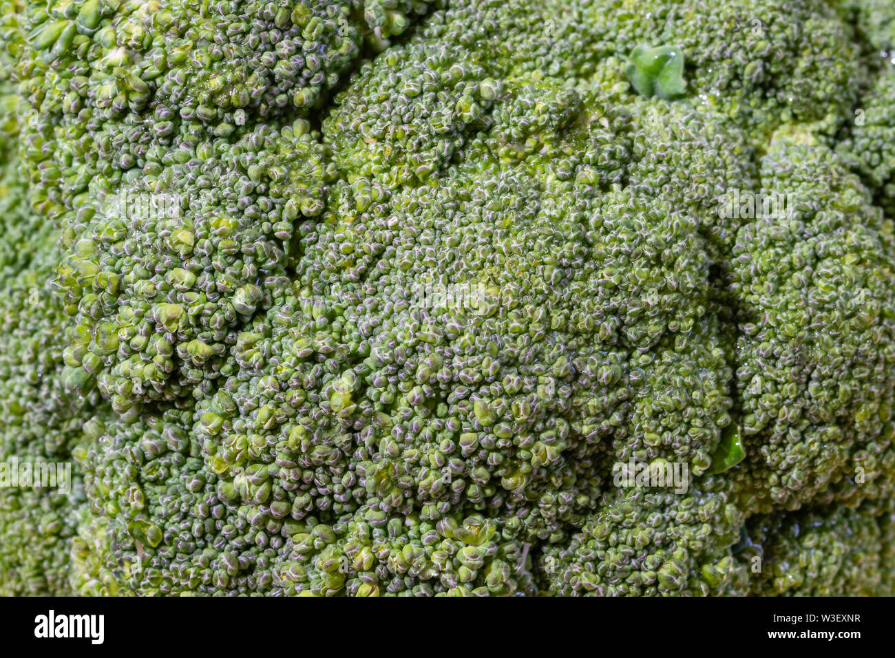 Closeup view of Broccoli head (Brassica oleracea Stock Photo Alamy