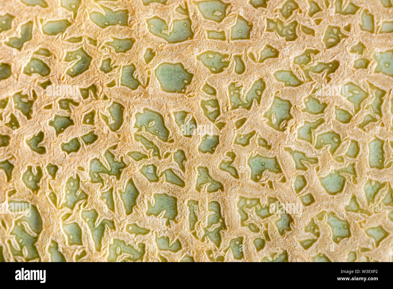 Closeup view of cantaloupe skin texture Stock Photo