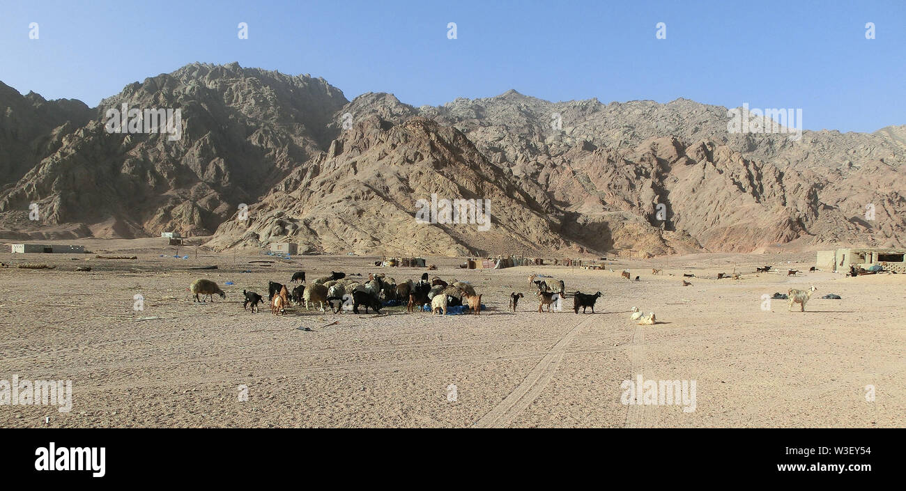 A herd of sheep and goats in the desert of the Sinai Peninsula. Animals