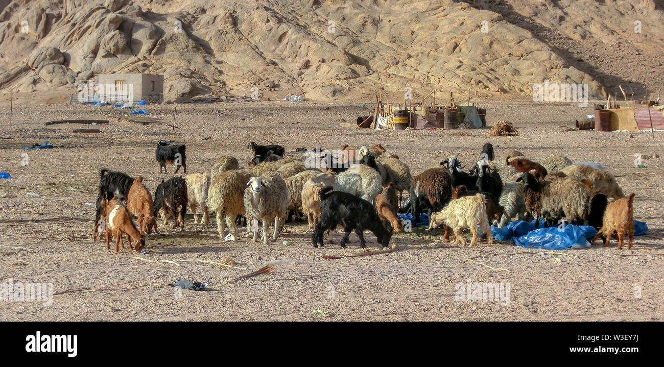 A herd of sheep and goats in the desert of the Sinai Peninsula. Animals