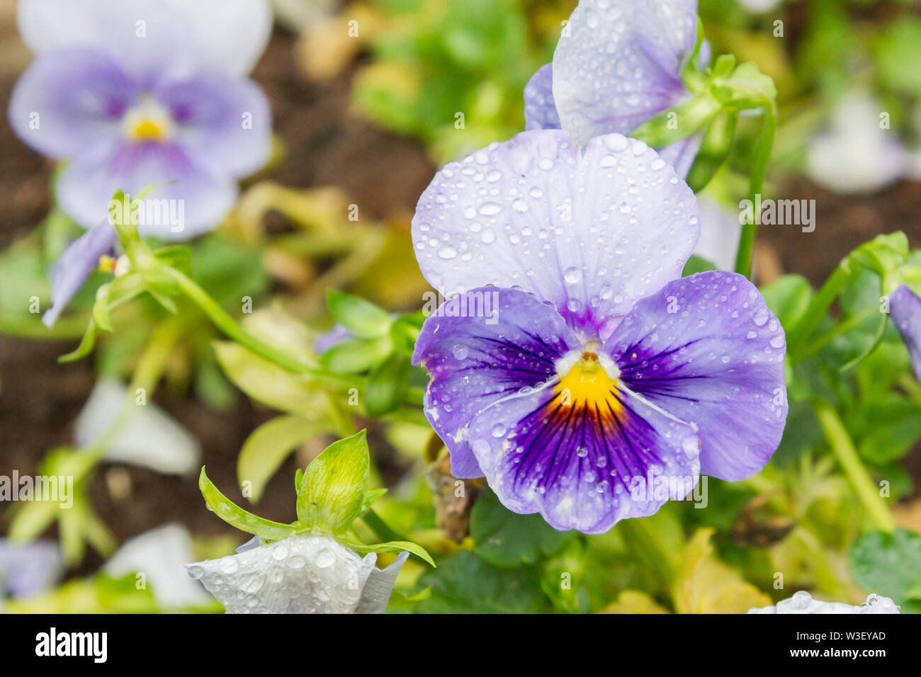 Flowers pansies in the rain drops grow in the garden in the summer