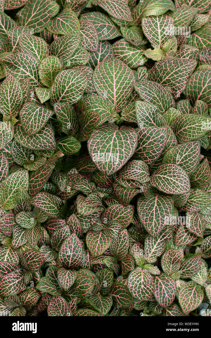 Fittonia albivenis nerve plant foliage with red veins. Psychoactive tropical plant leaves background. Stock Photo