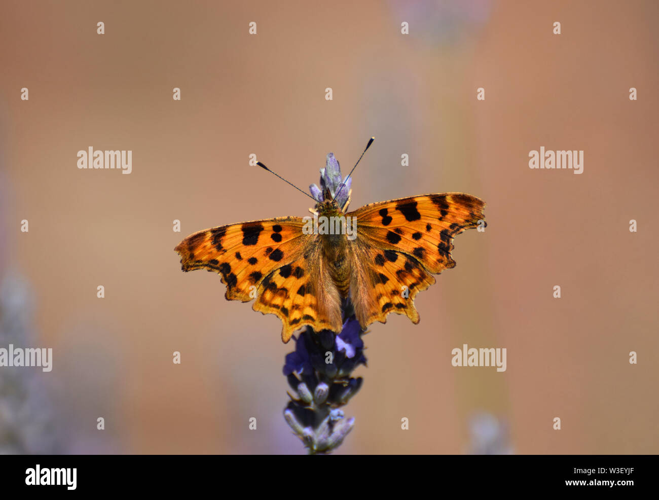 A comma butterfly - Polygonia c-album- feeding on a lavender flower Stock Photo