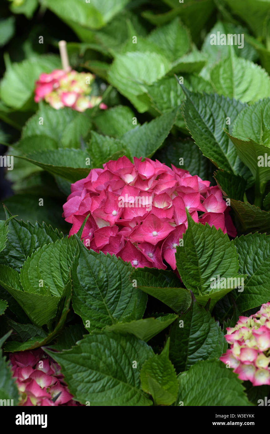 Hydrangea macrophylla with pink flowers and big leaves. Hortensia plant ...