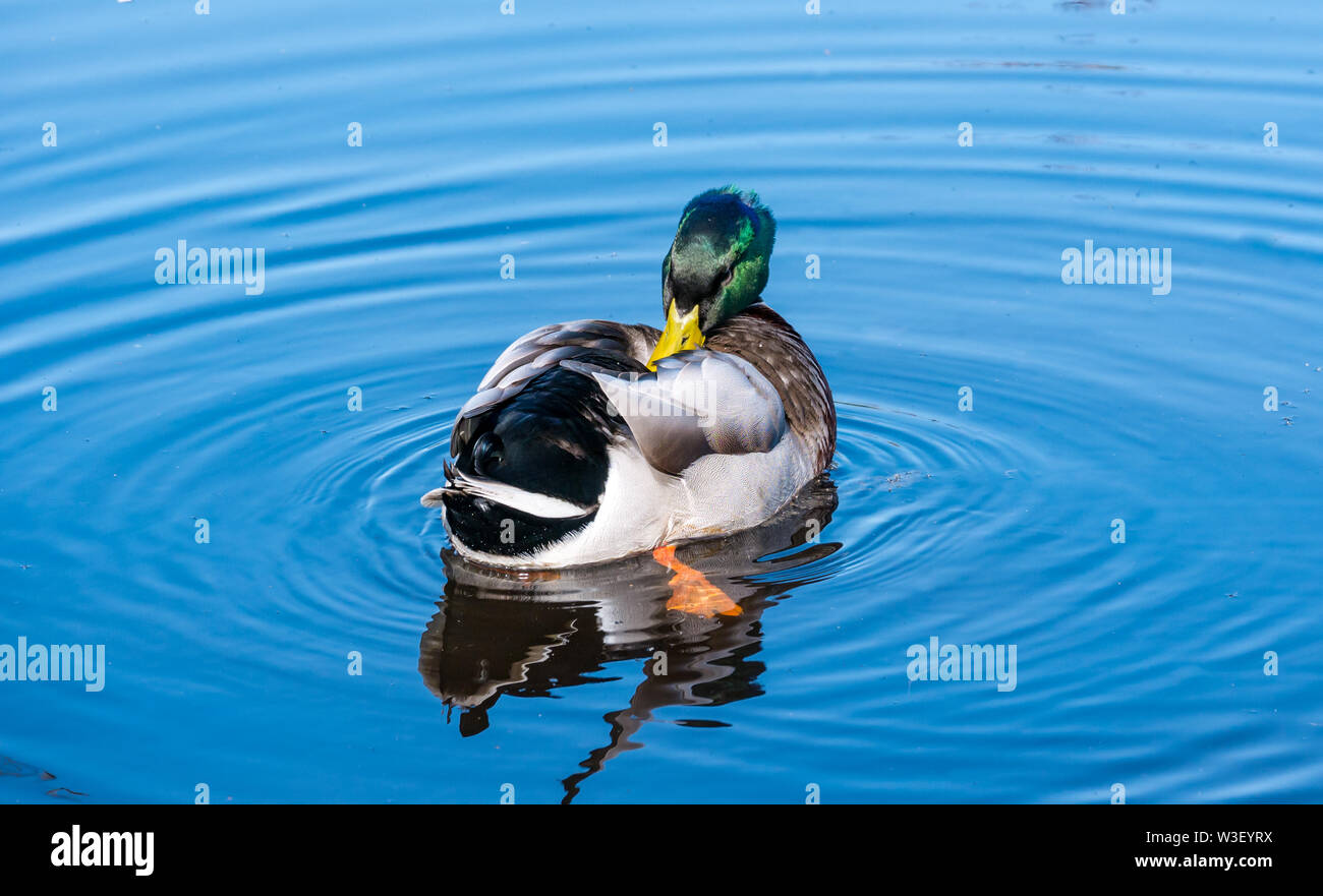 Colourful male Mallard duck, Anas platyrhynchos, preening feathers in water ripple in sunshine Stock Photo