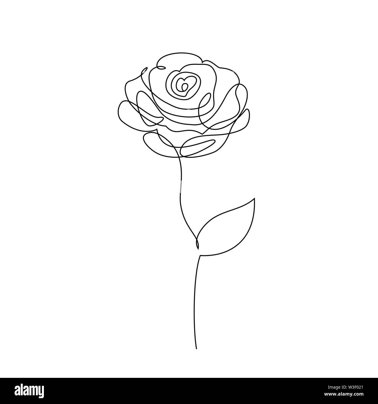 Rose flower on white background. One line drawing style ...