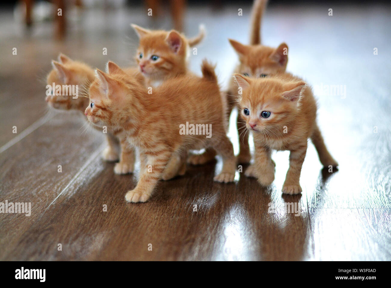 The little red kitten plays on the floor looking directly at us. Horizontal photo, beige and orange color Stock Photo