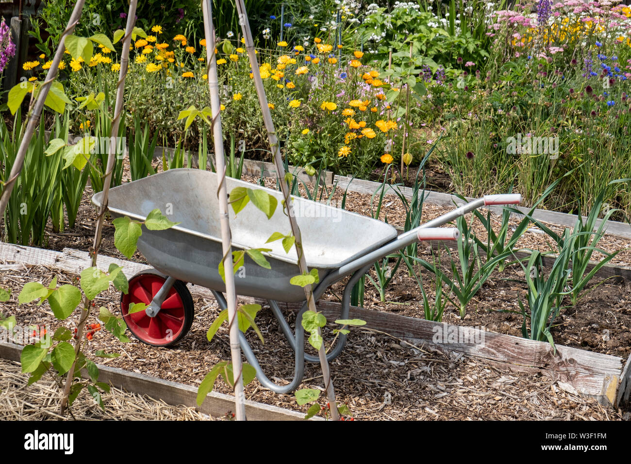 Wheelbarrow on allotment with raised beds, flowers and vegetables