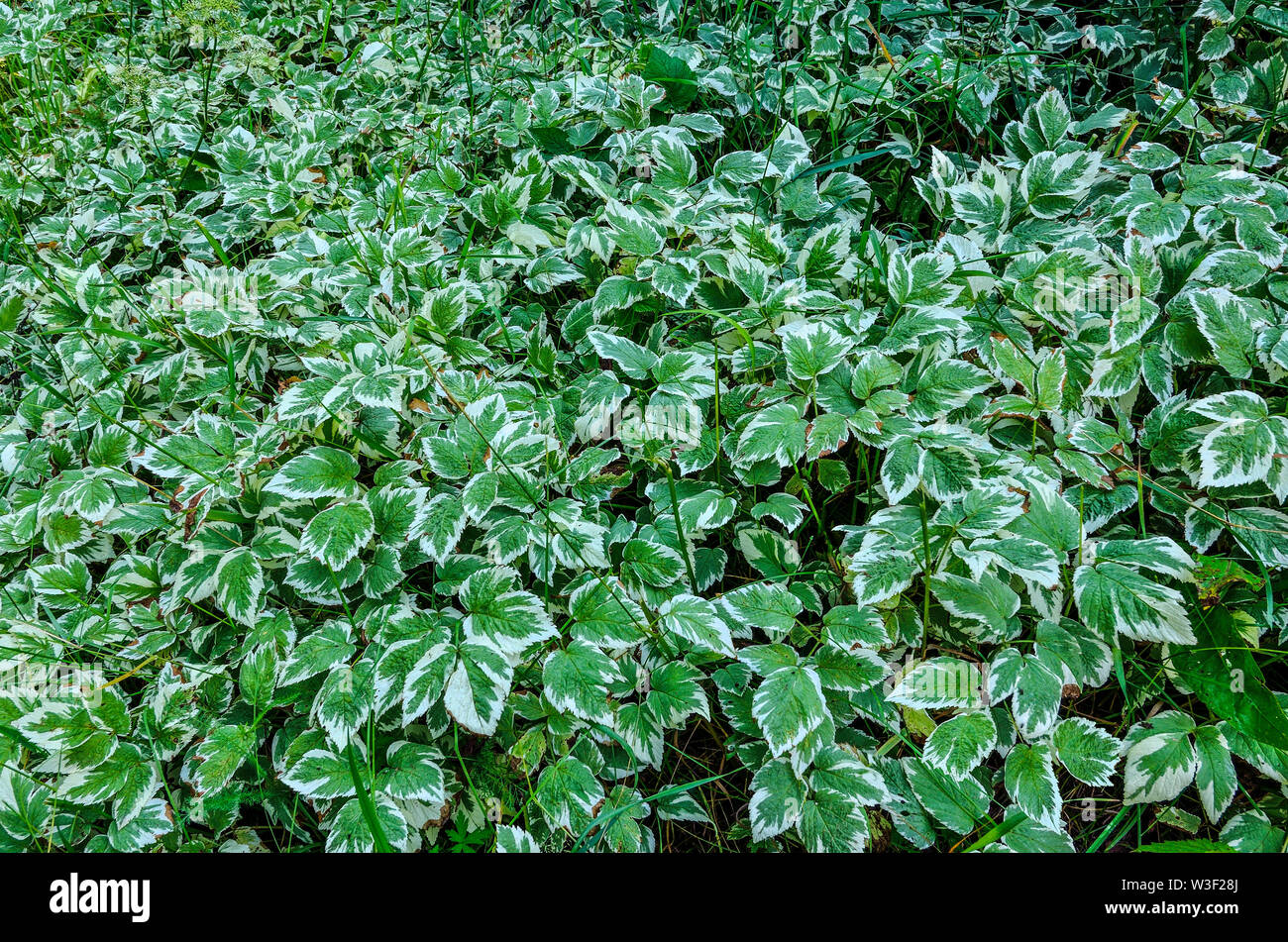 Decorative varieagated leaves of Aegopodium podagraria (ground elder, herb gerard, bishop's weed, goutweed, gout wort, snow-in-the-mountain, English m Stock Photo
