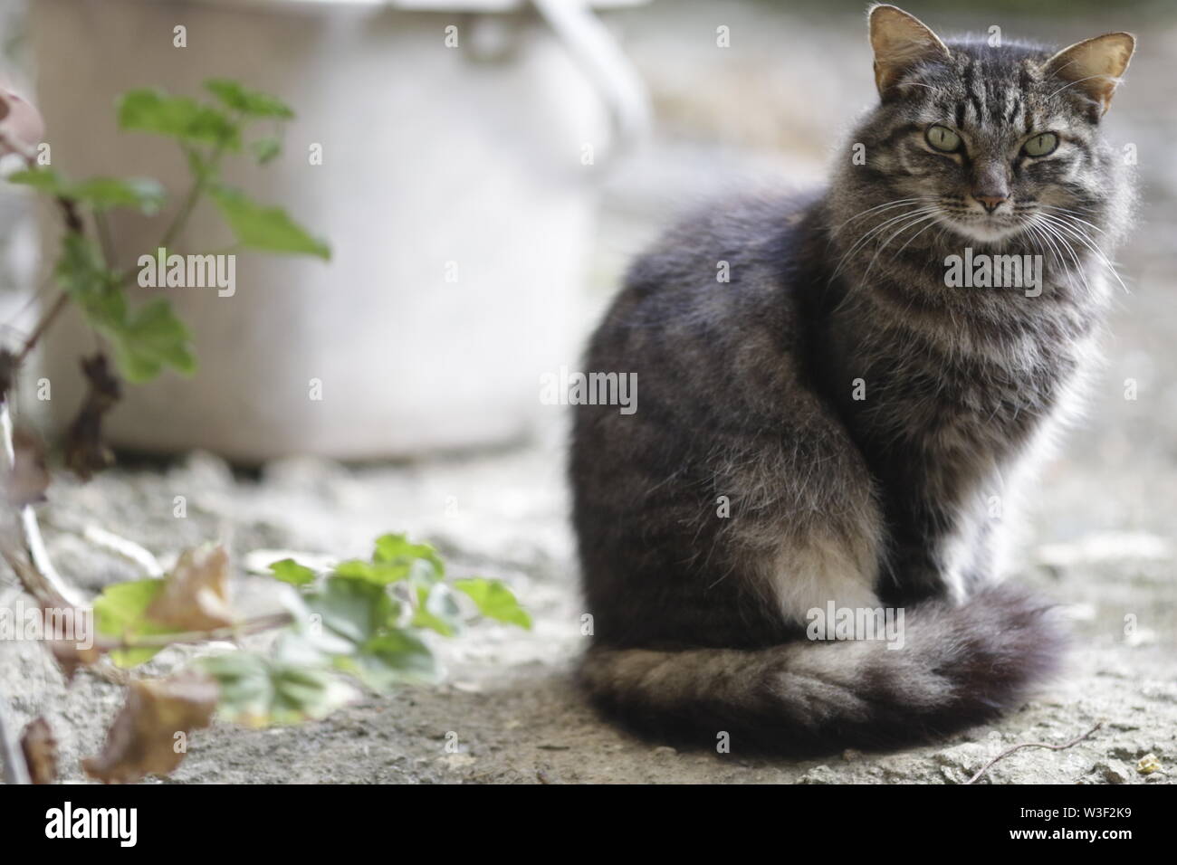 The cat (Felis catus) is a domestic species of small carnivorous mammal Stock Photo