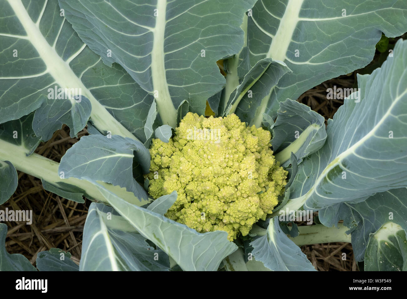 Romanesco cauliflower growing on allotment. The vegetable has a very distinctive spiral fractal pattern and is also delicious to eat Stock Photo