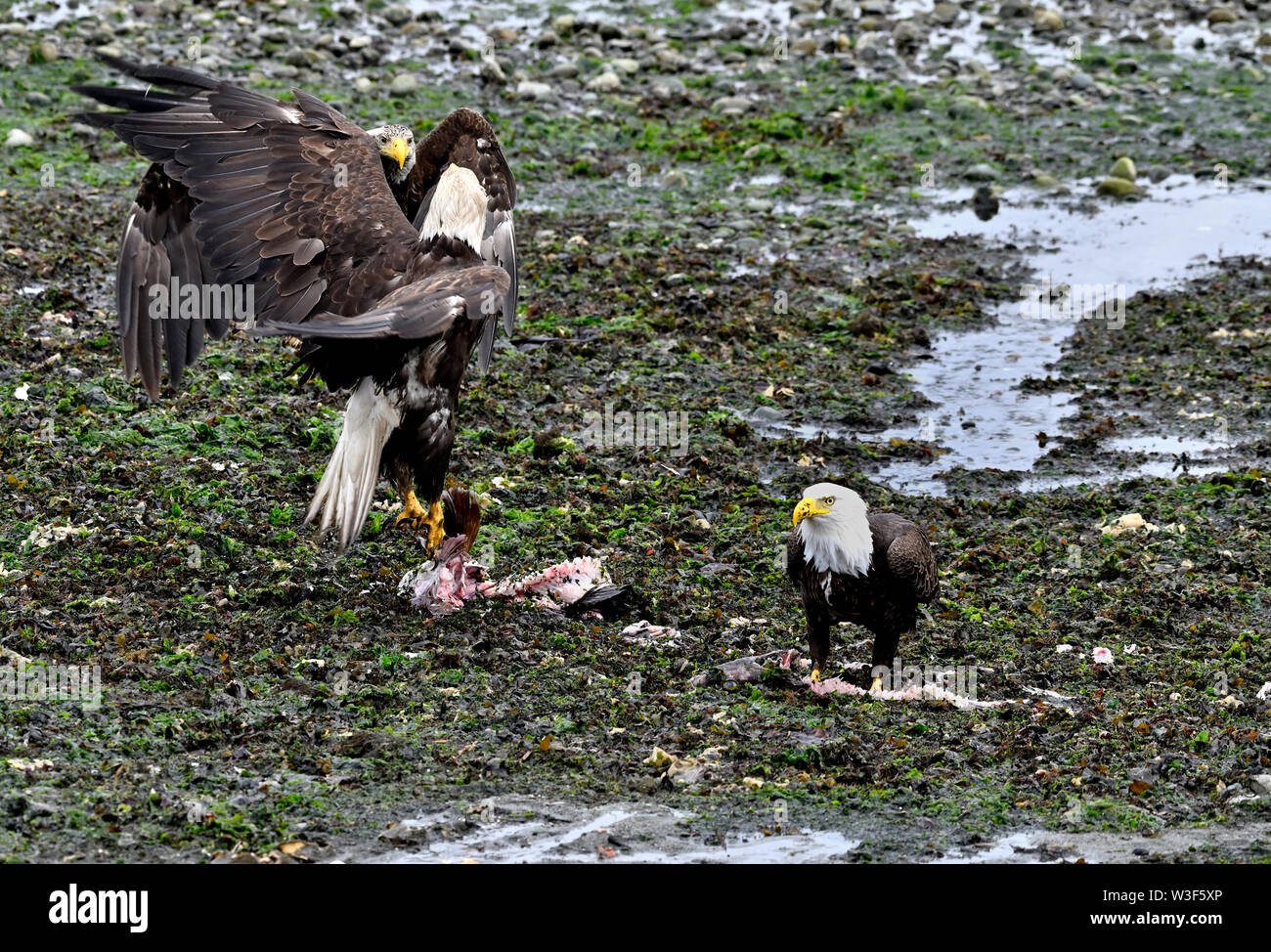 Two eagles fighting over fish. Stock Photo