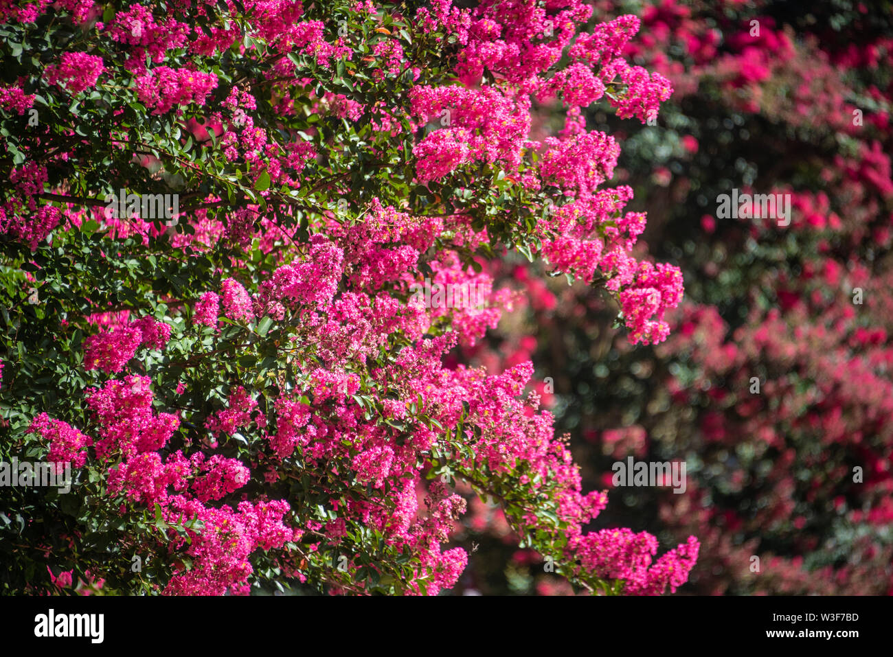 Blooming pink Crepe Myrtle in Metro Atlanta, Georgia. (USA) Stock Photo