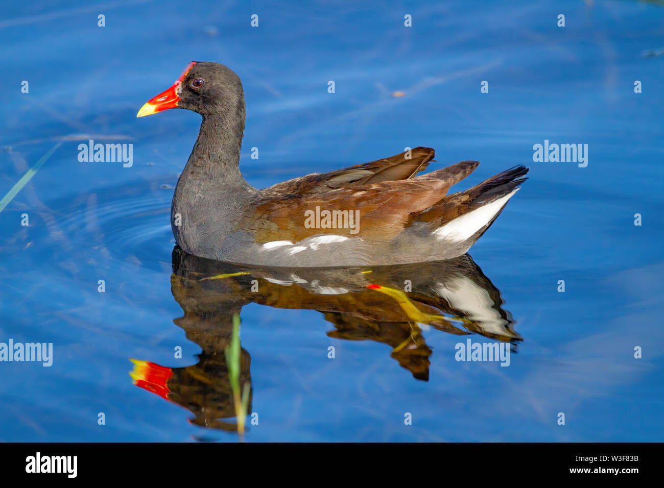 A Moorhen swims along a small creek in the Florida Everglades. Stock Photo