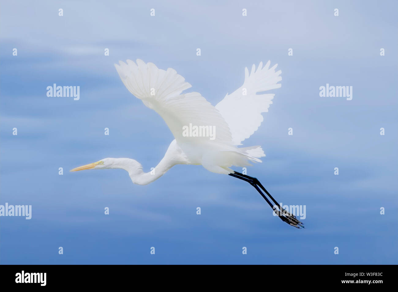 A Great White Egret soars above the Florida Everglades. Great White Egrets are beautiful and majestic birds with a wingspan that can exceed 5 feet. Stock Photo