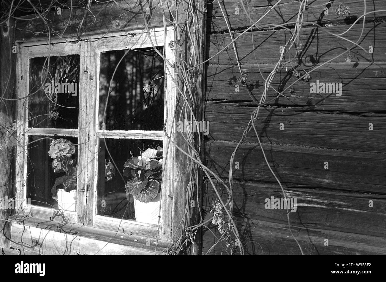 Black and white mirror view from the outside of a window of an old wooden cottage in rural Dalarna,Sweden. Stock Photo