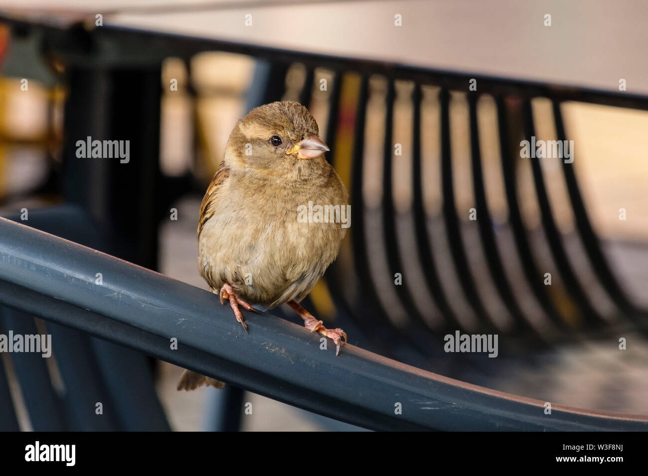 Sparrow bird on the chair of a restaurant. Historical center of Bordeaux, Gironde. Aquitaine region. France Europe Stock Photo