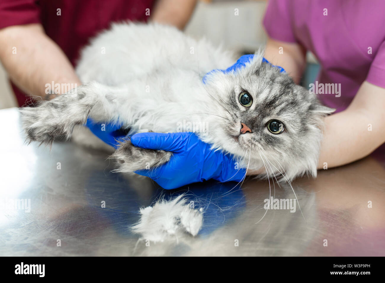 A young female anesthetist, a veterinarian, cuts her paw with a typewriter before inserting a