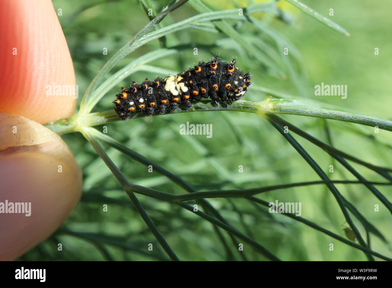 First Instar Black Swallowtail Caterpillar eating some dill in the garden. Stock Photo