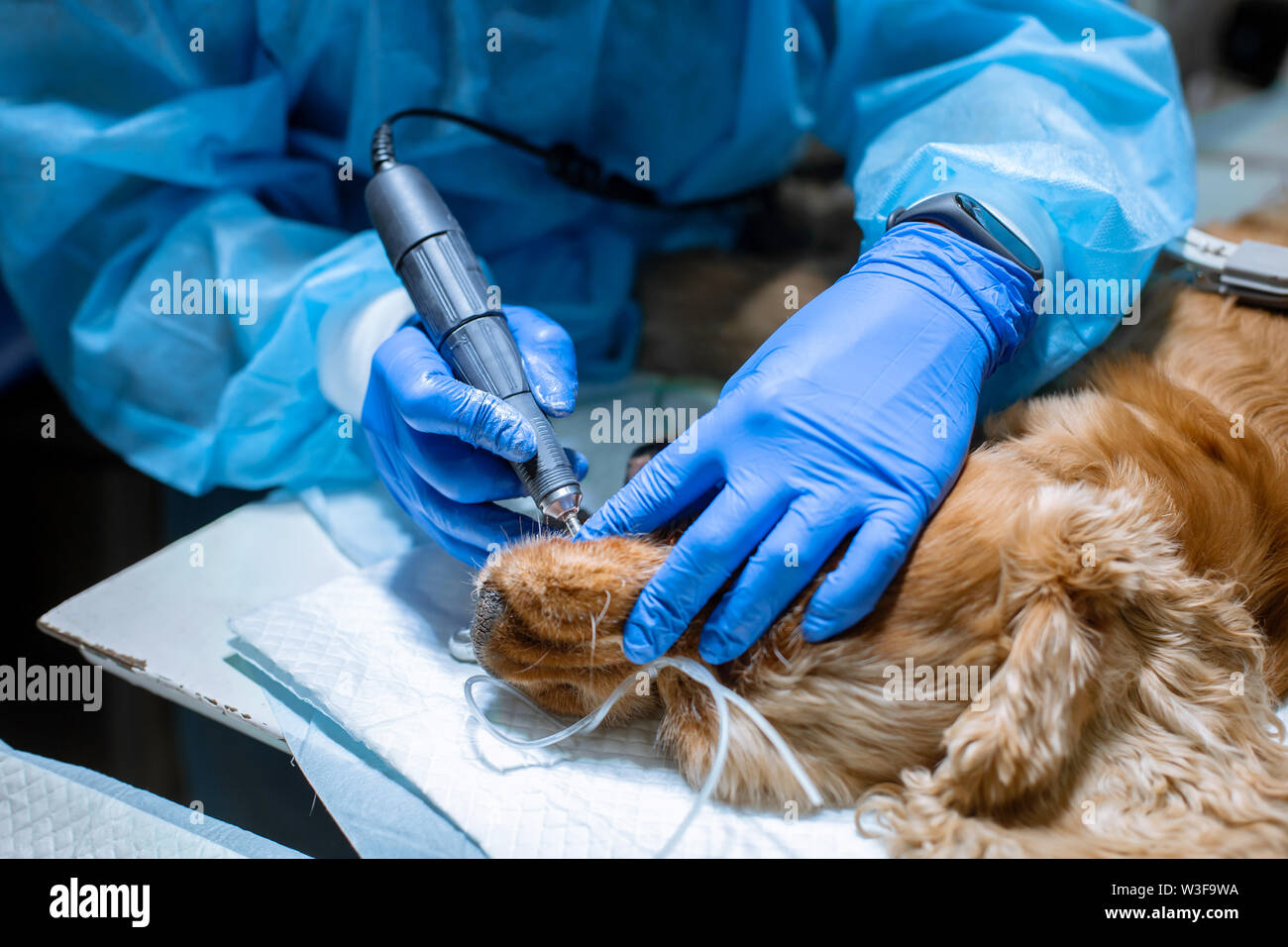 A vet surgeon brushes his dog's teeth under anesthesia on the operating