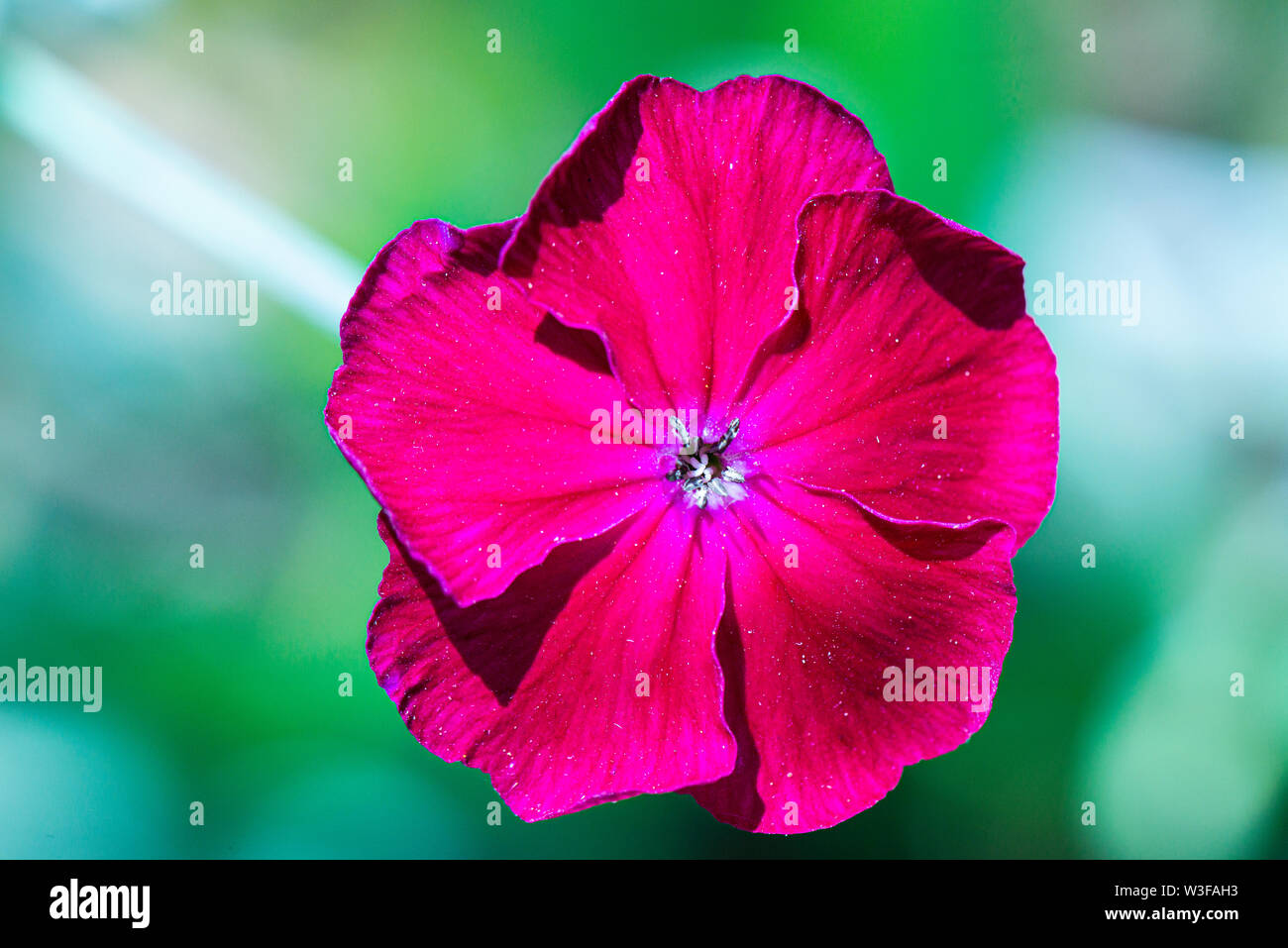 The flower of a rose campion (Lychnis coronaria) Stock Photo