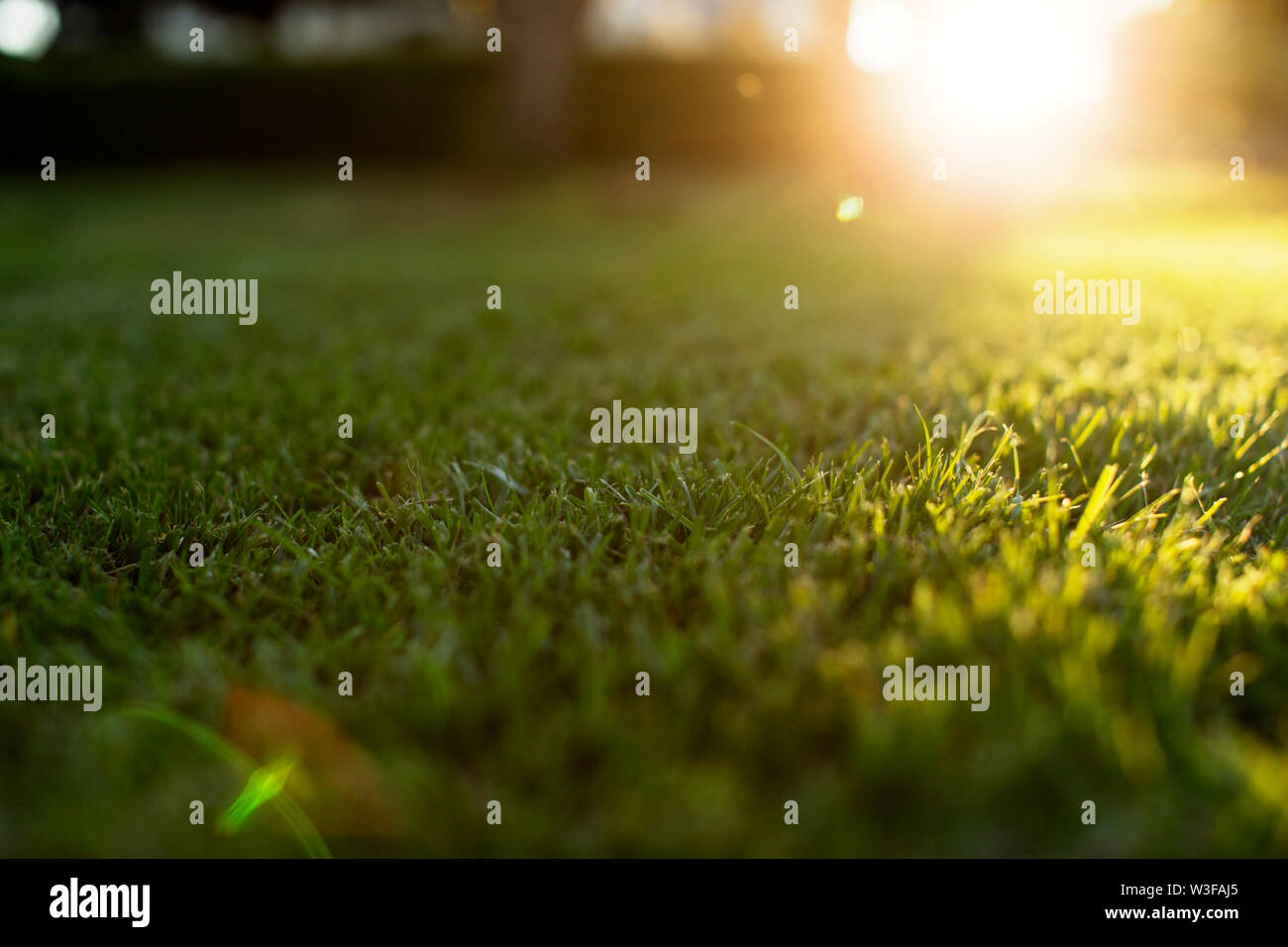 Sun shining over a neatly cut lawn. Stock Photo