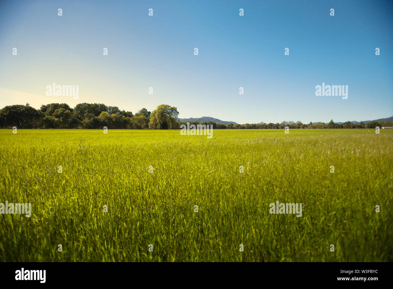 Green grass in a field. Stock Photo